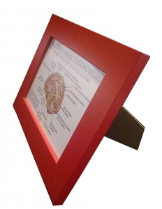 Anatomický model ženského mozku