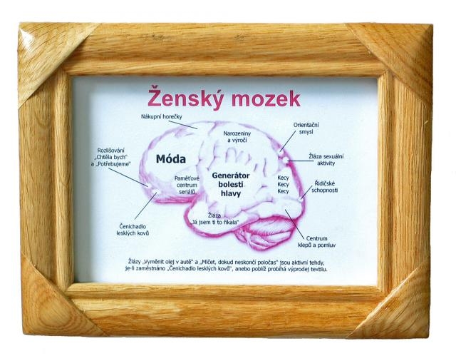 Anatomický model ženského mozku