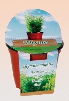 Bylinky - fotografie