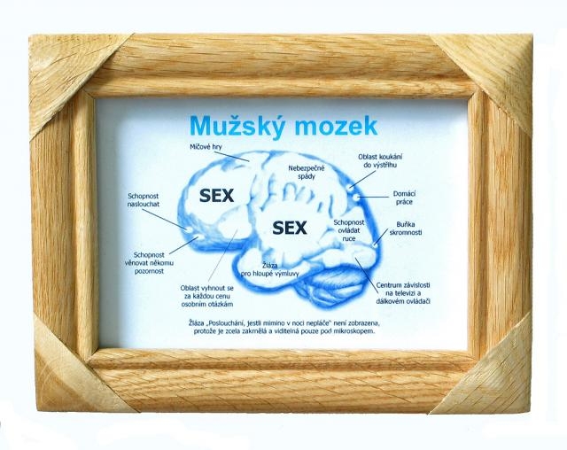 Anatomický model mužského mozku
